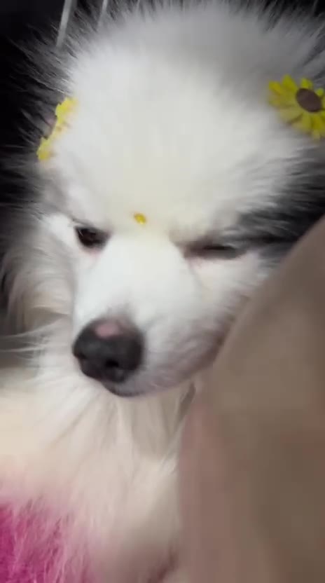 Spitz com flores na cabeça