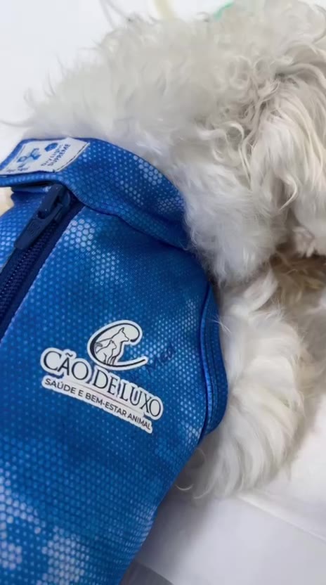 Cão com colete da Cão de Luxo