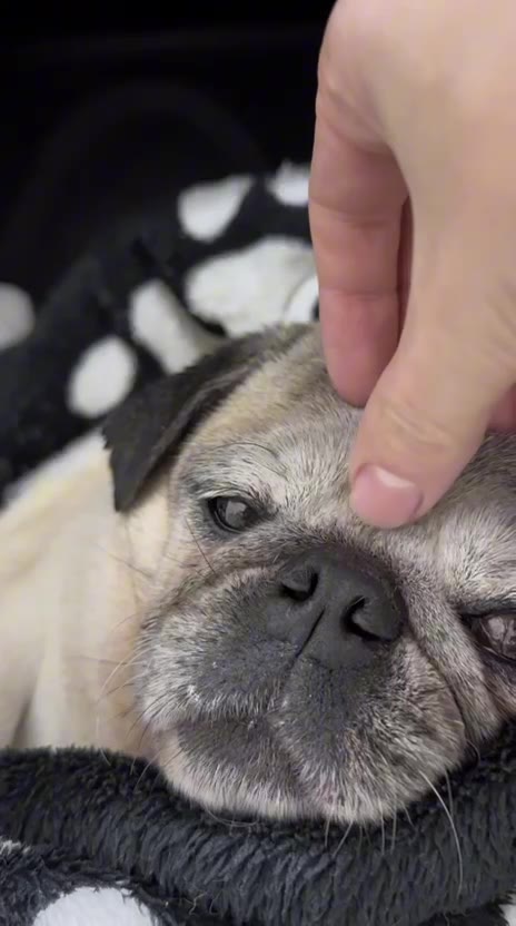 Pug recebendo carinho