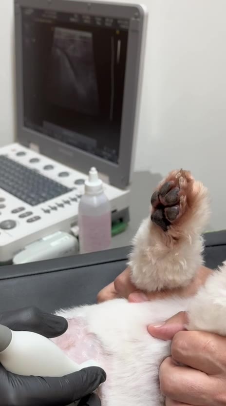 Ultrassom em paciente